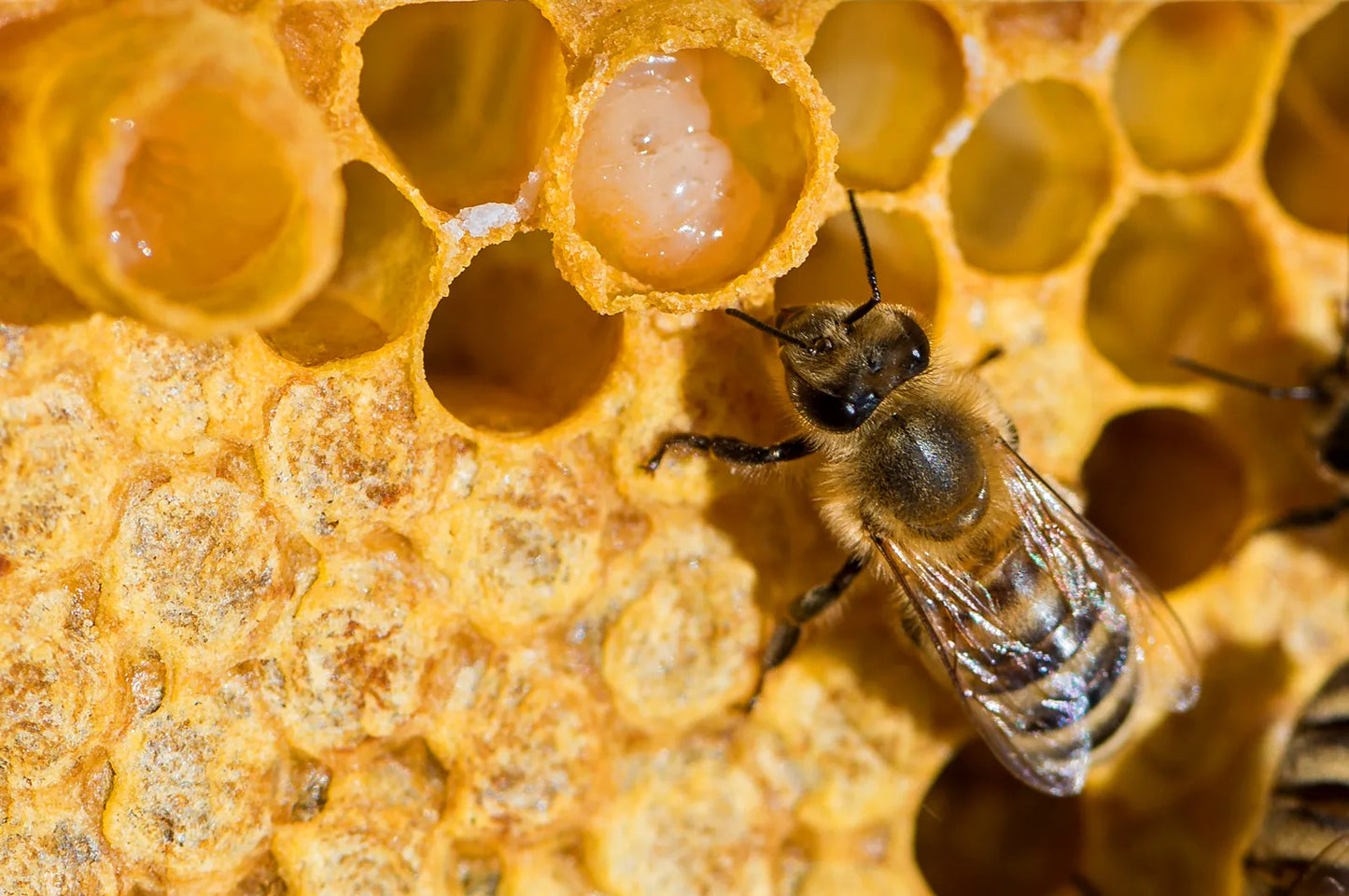 MASCA CU MIERE - Hidratare Intensa & Relaxanta